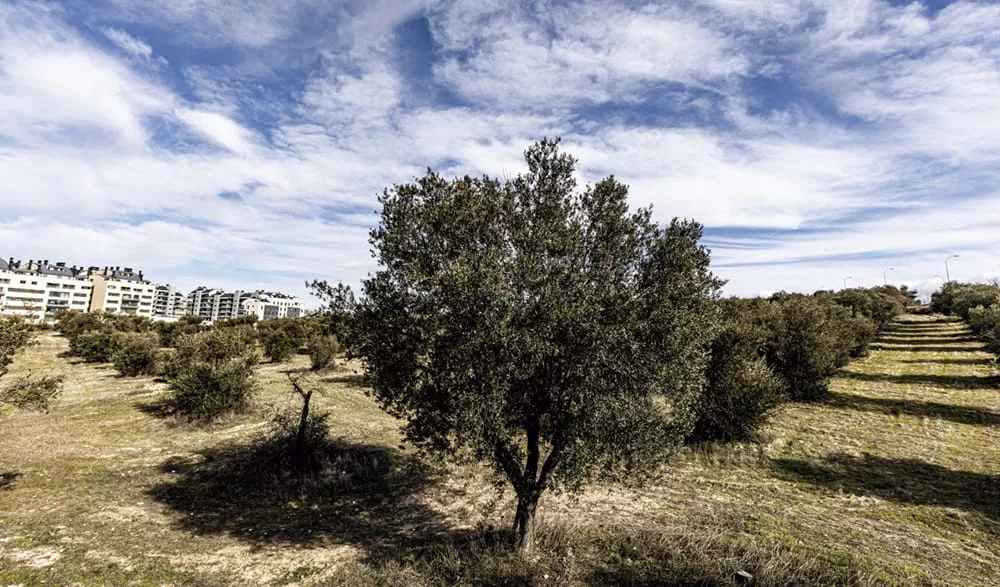 Renaturalización del Olivar Vivo en Rivas: así será el nuevo corredor verde