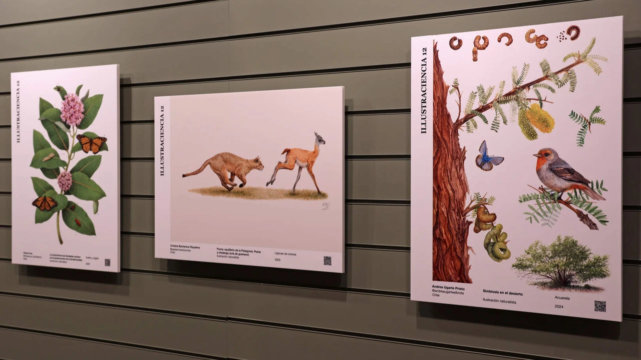 Exposición Illustraciencia 12 en la Biblioteca Municipal de Bustarviejo