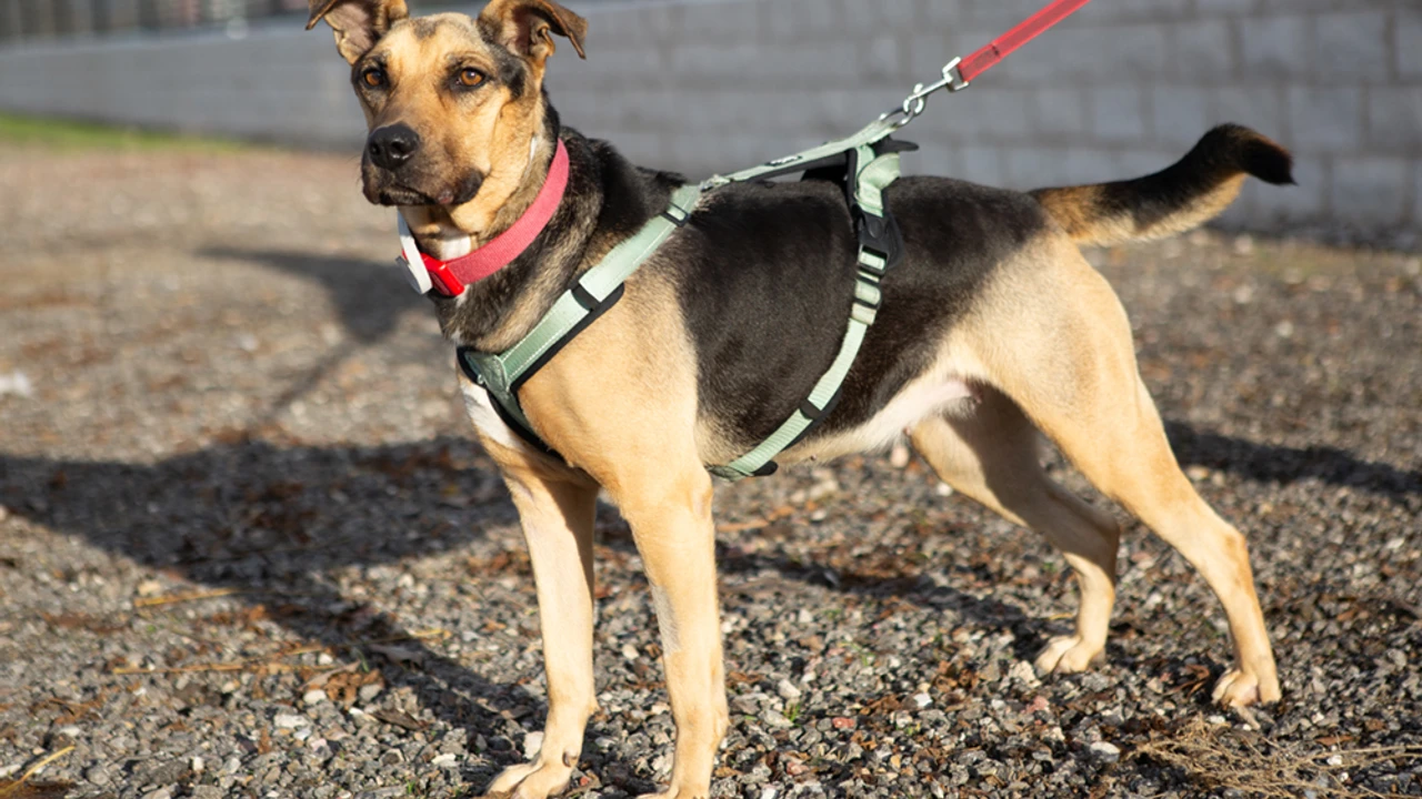 Rivas-Vaciamadrid fomenta la adopción en el centro Mary Tealby con jornadas solidarias