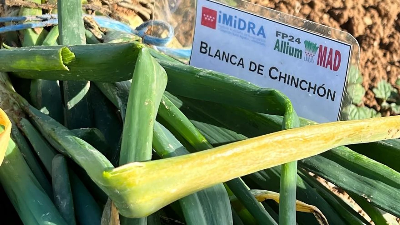Cultivo de cebollas en la Comunidad de Madrid: variedades Blanca y Morada de Chinchón